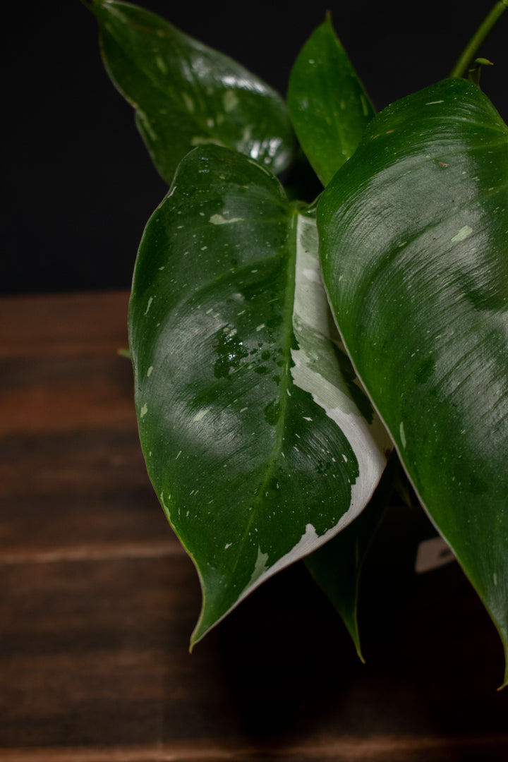 Philodendron - White Princess