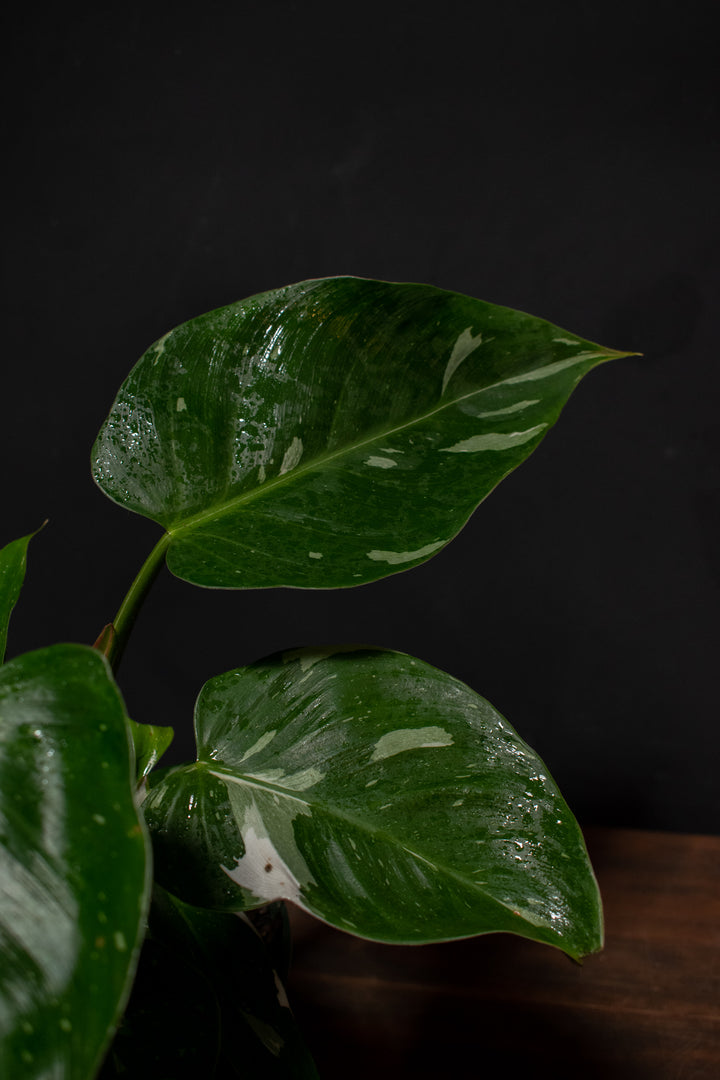 Philodendron - White Princess