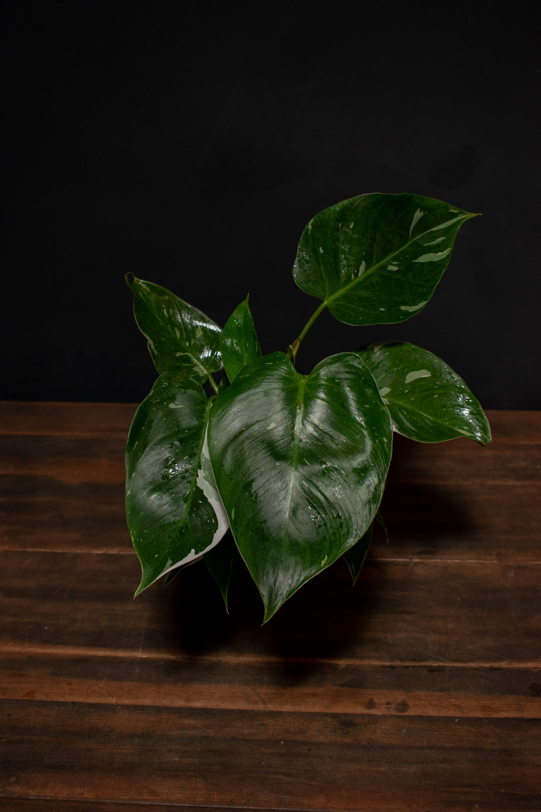 Philodendron - White Princess