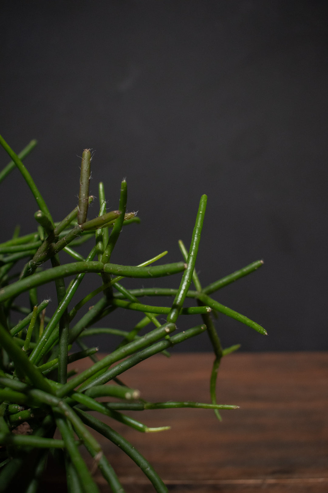 rhipsalis succulent Rhipsalis 6"