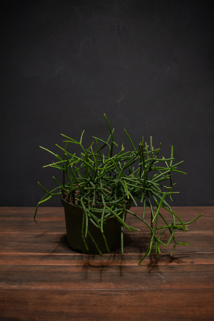 succulent rhipsalis Rhipsalis – Crimson Horticultural Rarities