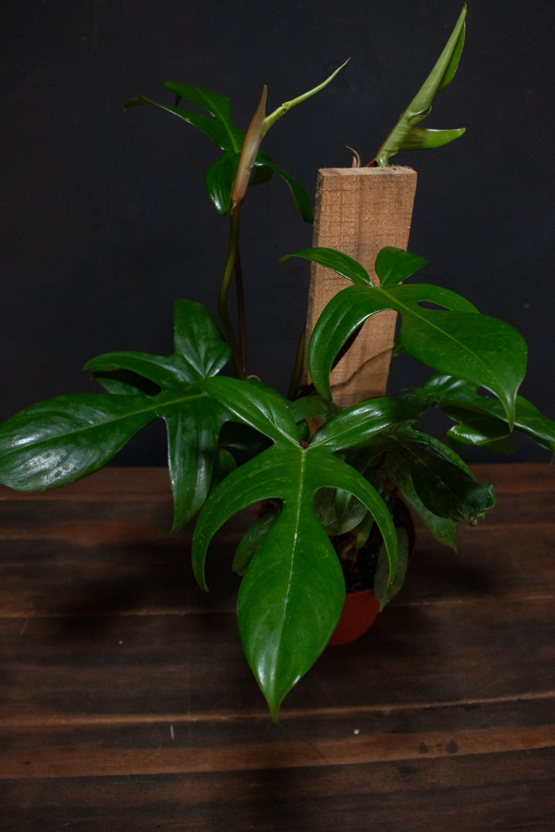 philodendron pedatum vs florida Philodendron