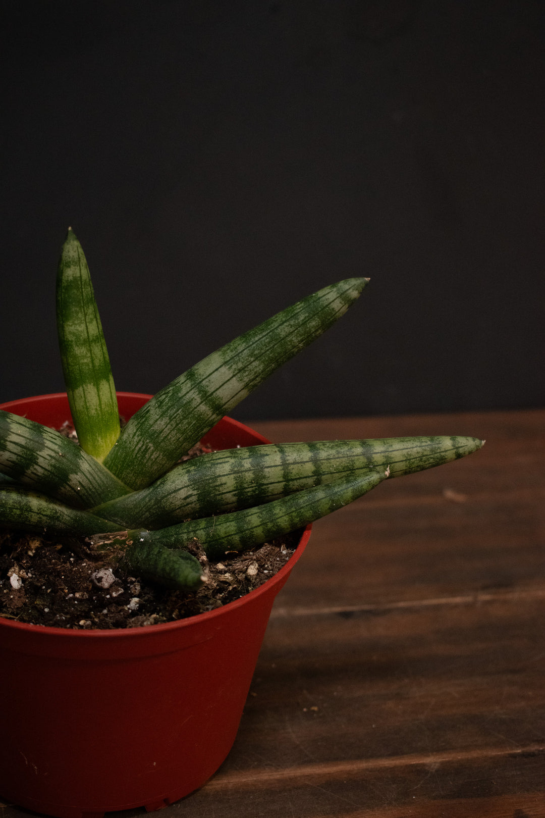 Sansevieria - Boncellensis