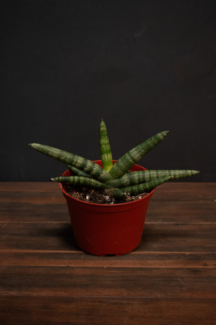 Sansevieria - Boncellensis