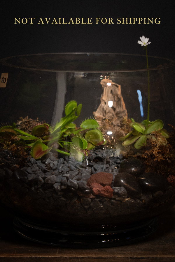 Carnivorous Plant Terrarium