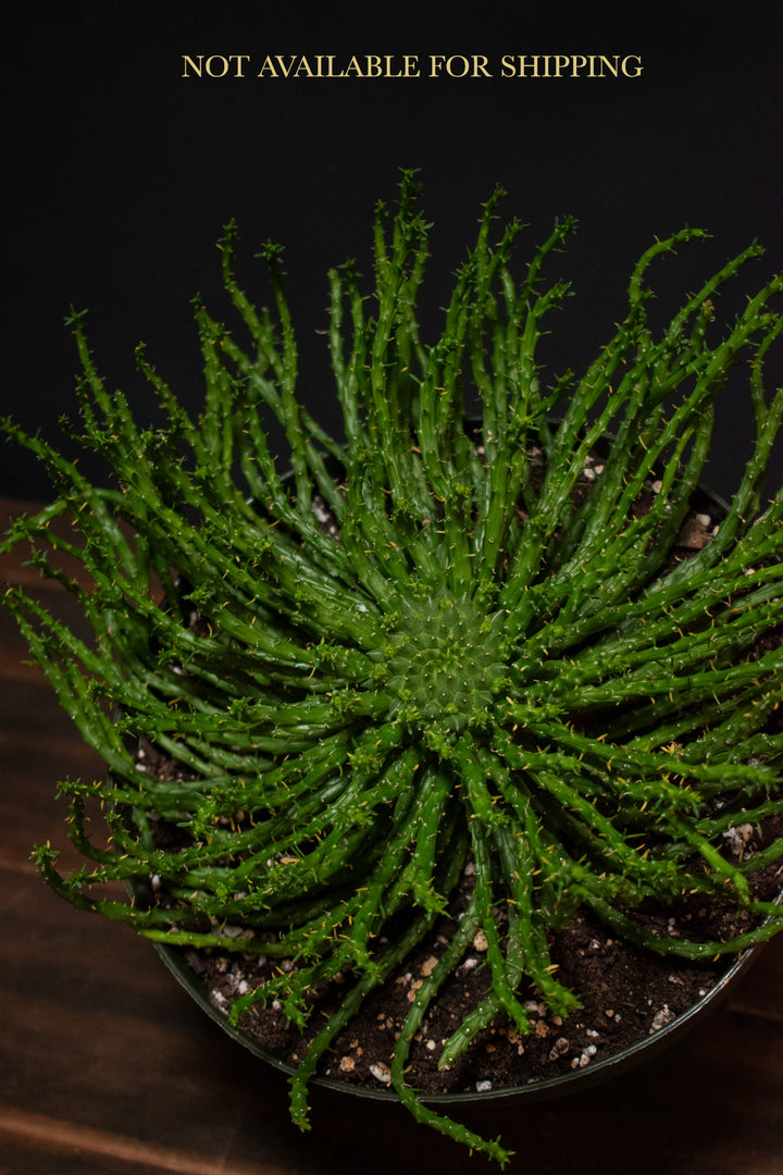 Euphorbia - Flanaganii "Medusa Head"