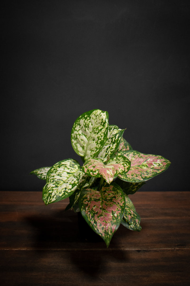 Aglaonema - Hybrid