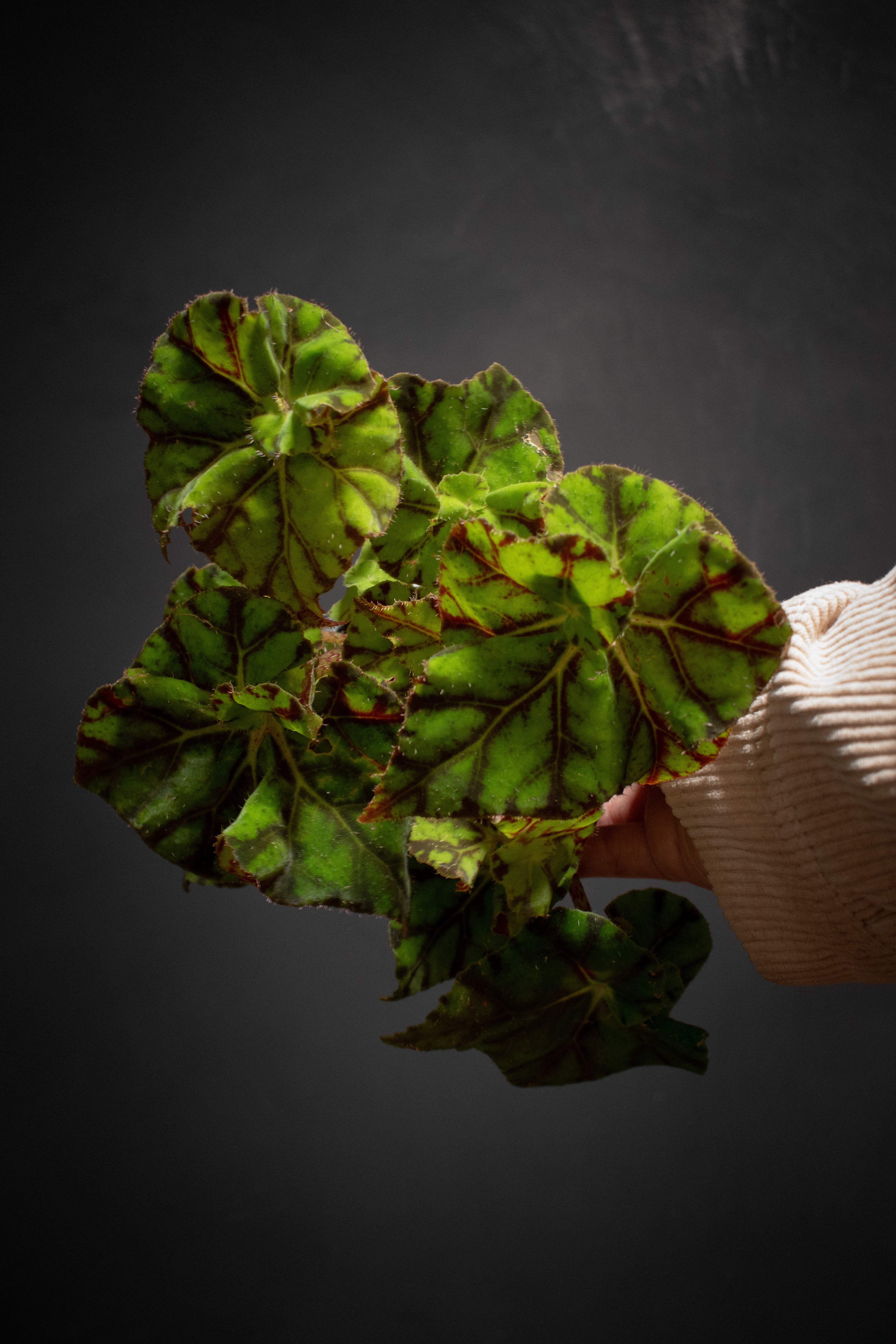 Plants – Crimson Horticultural Rarities