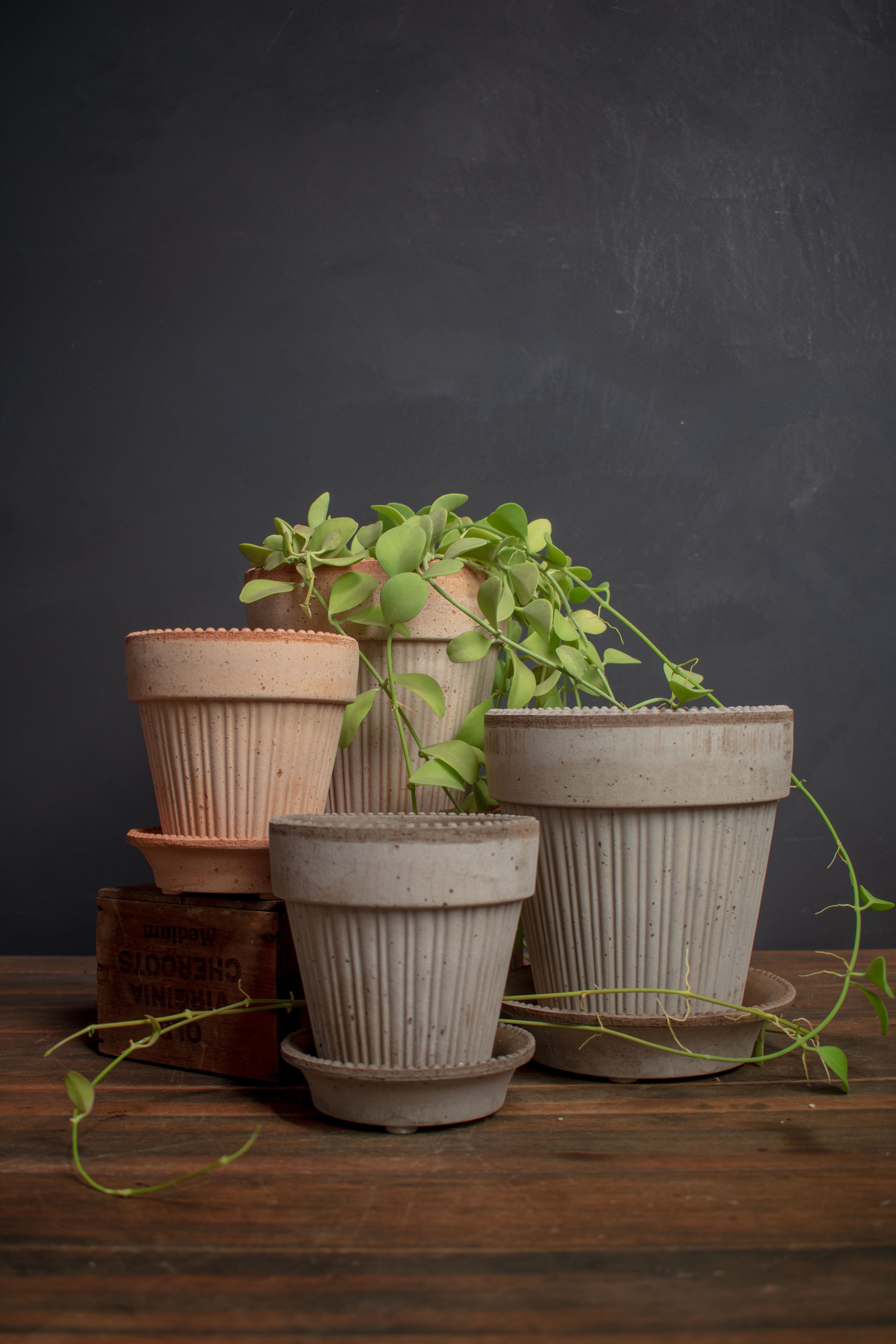 Bergs Potter  glaze 植木鉢 Bergs Potter – Crimson Horticultural Rarities