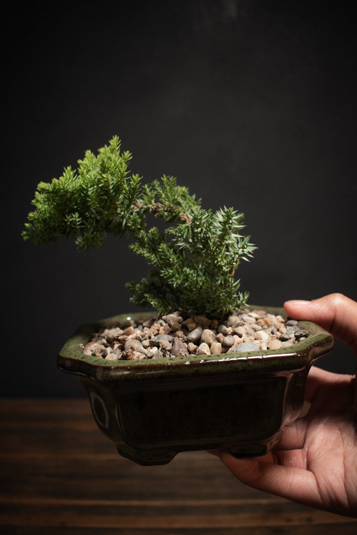 Bonsai - Chinese Juniper