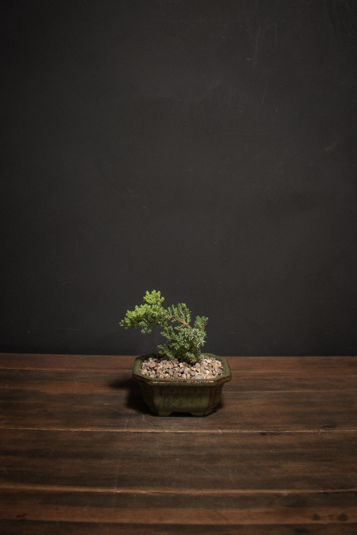 Bonsai - Chinese Juniper