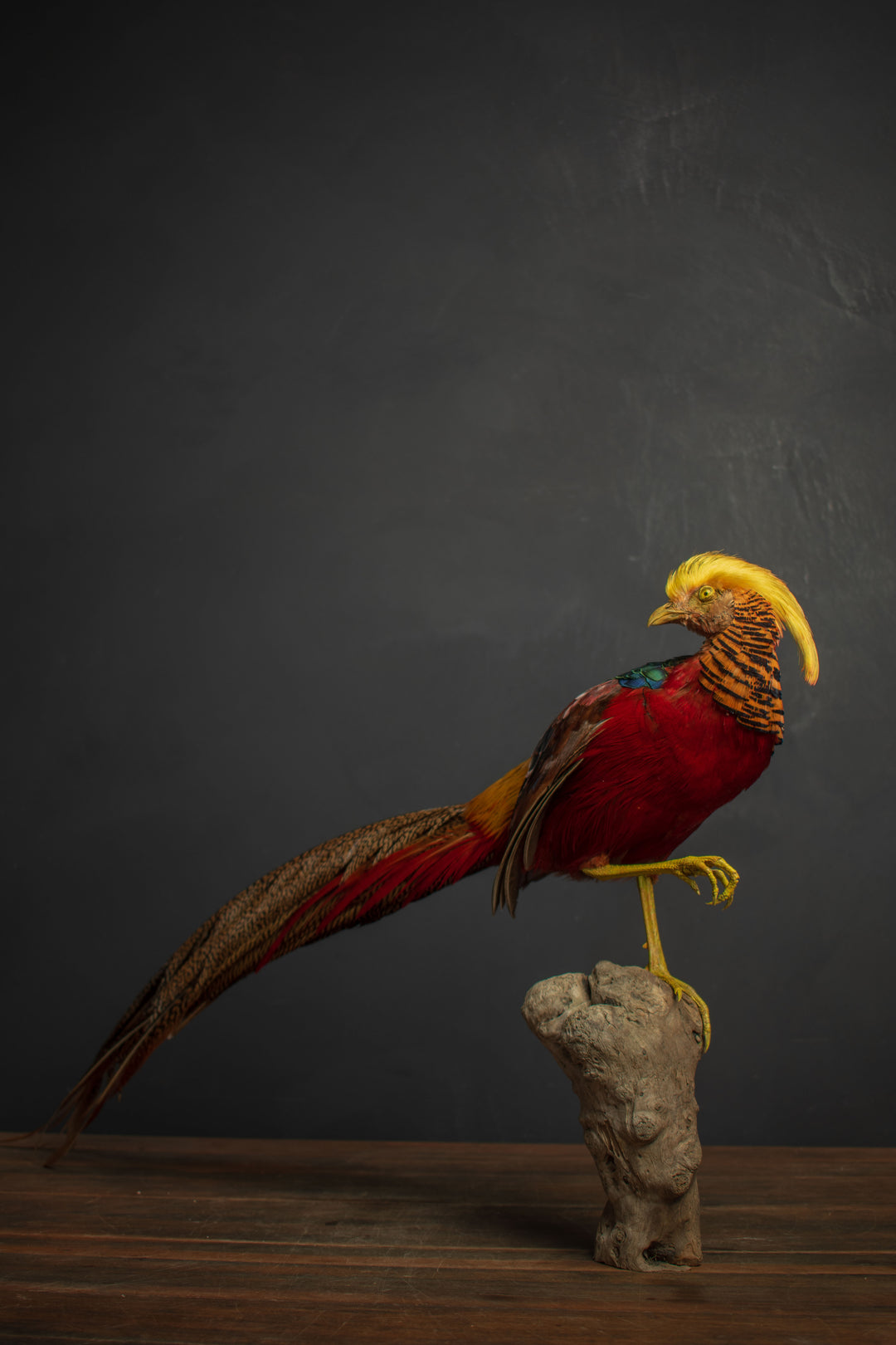Taxidermy - Golden Pheasant