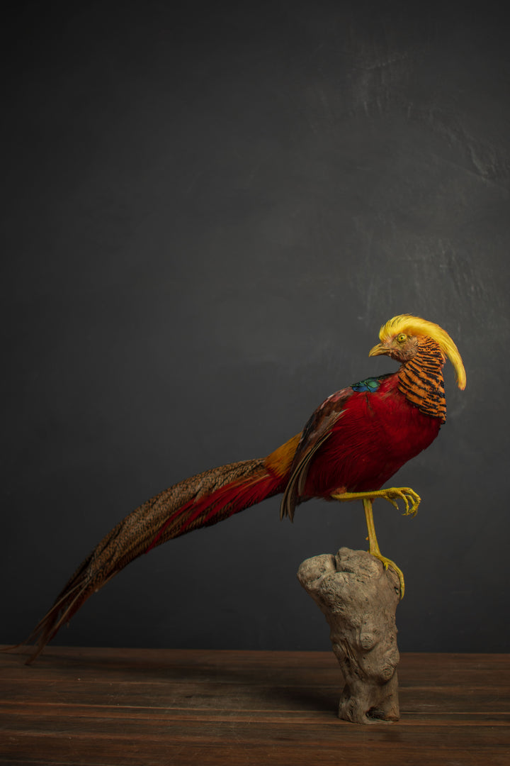 Taxidermy - Golden Pheasant