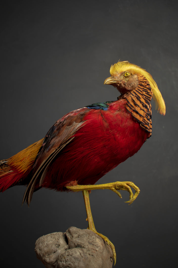 Taxidermy - Golden Pheasant