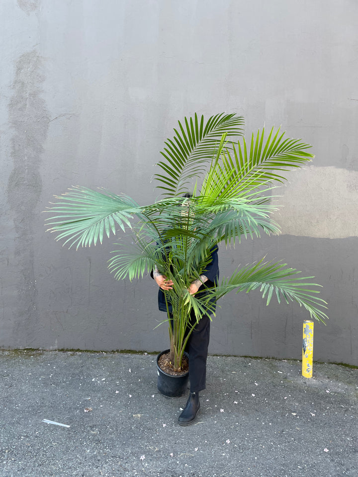 Large - Palm - Majesty