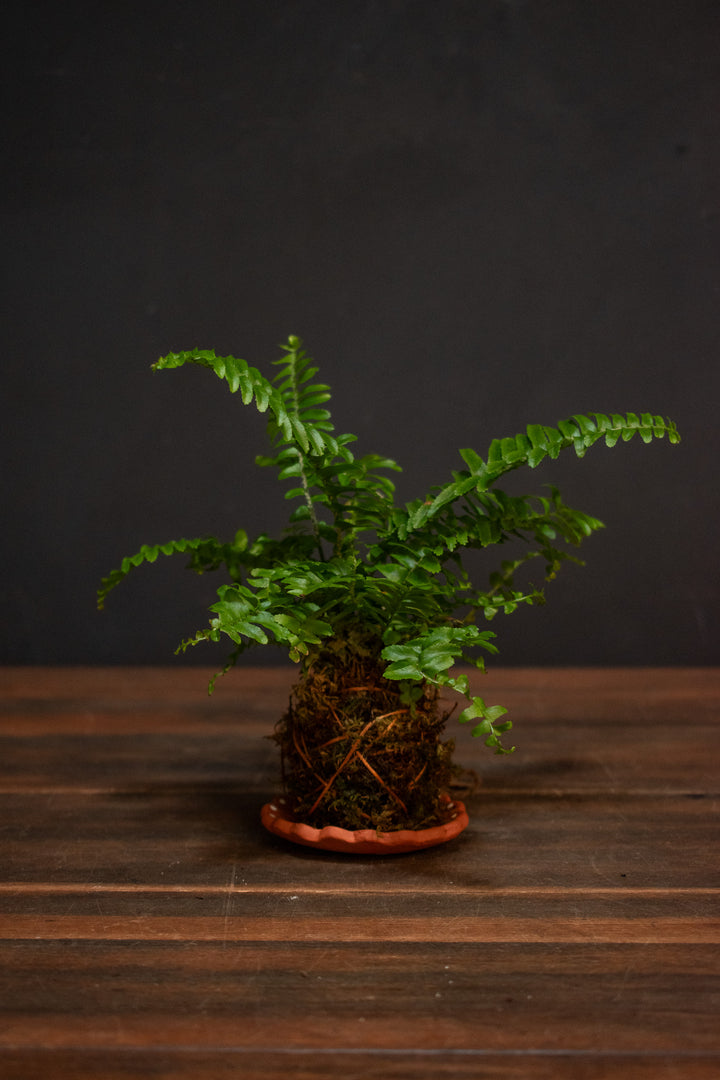 Kokedama - Fern