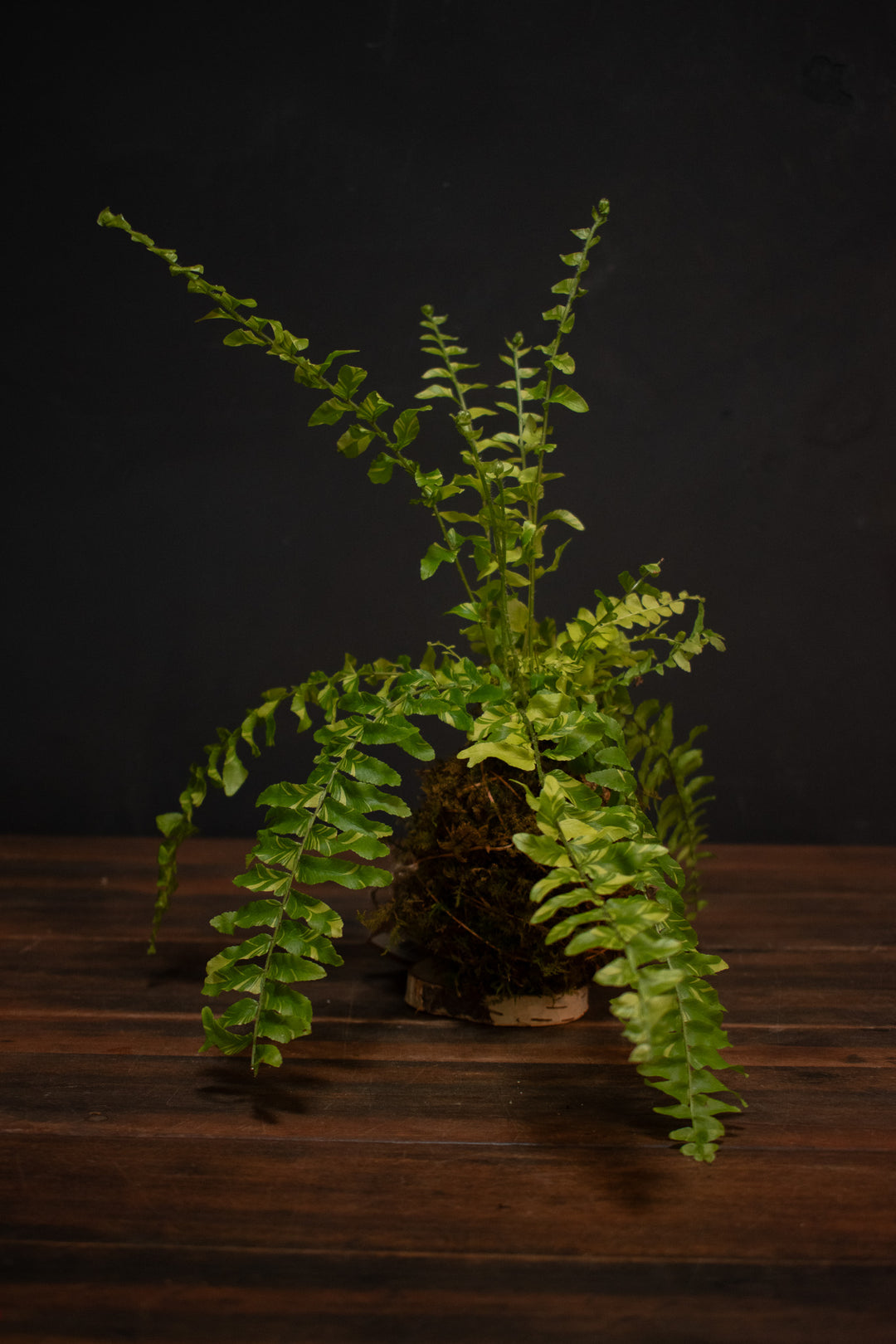 Kokedama - Fern