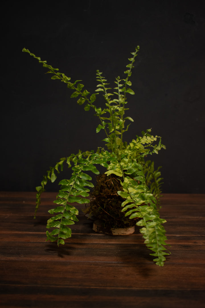 Kokedama - Fern