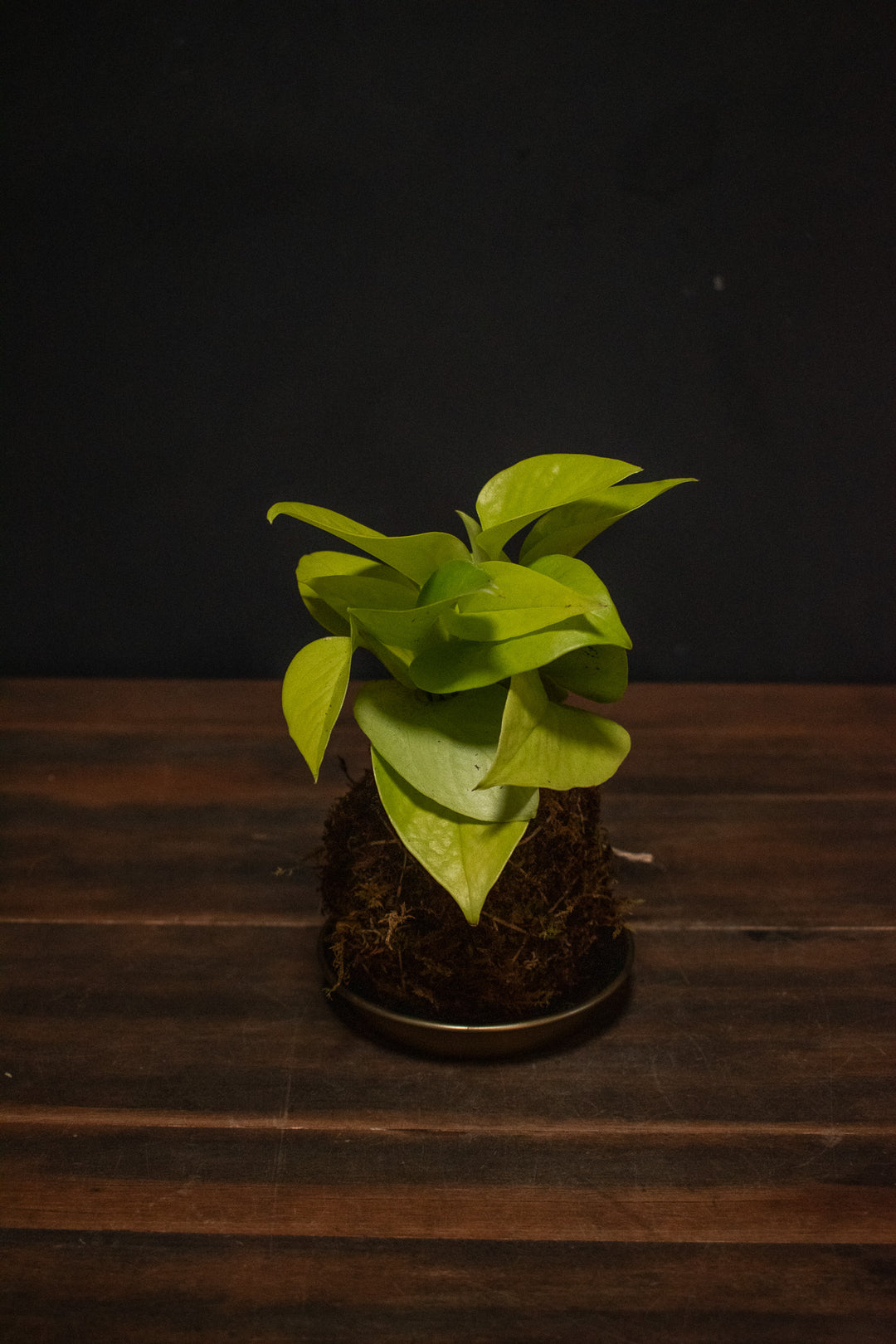 pothos kokedama Kokedama