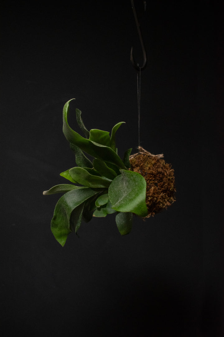 Kokedama - Fern