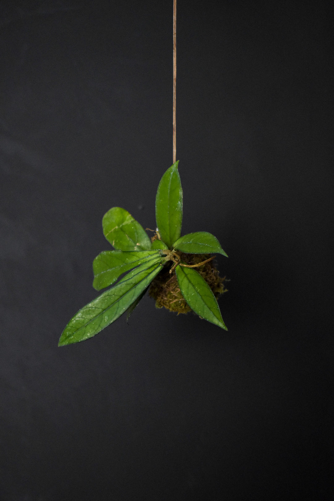 Kokedama - Hoya