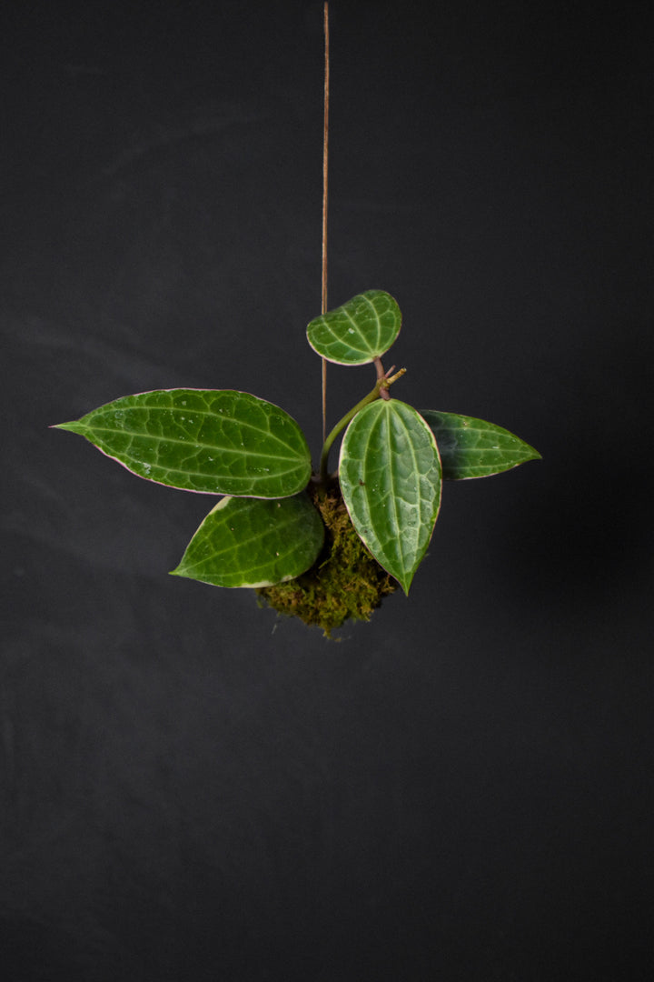 Kokedama - Hoya