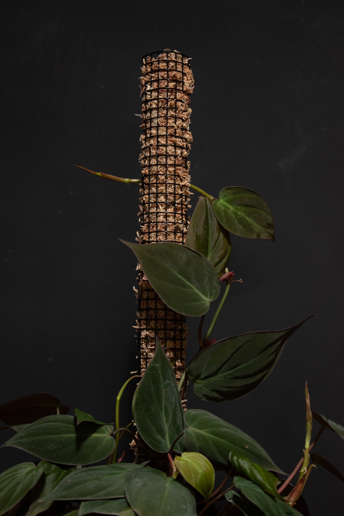 Handmade Moss Pole – Crimson Horticultural Rarities