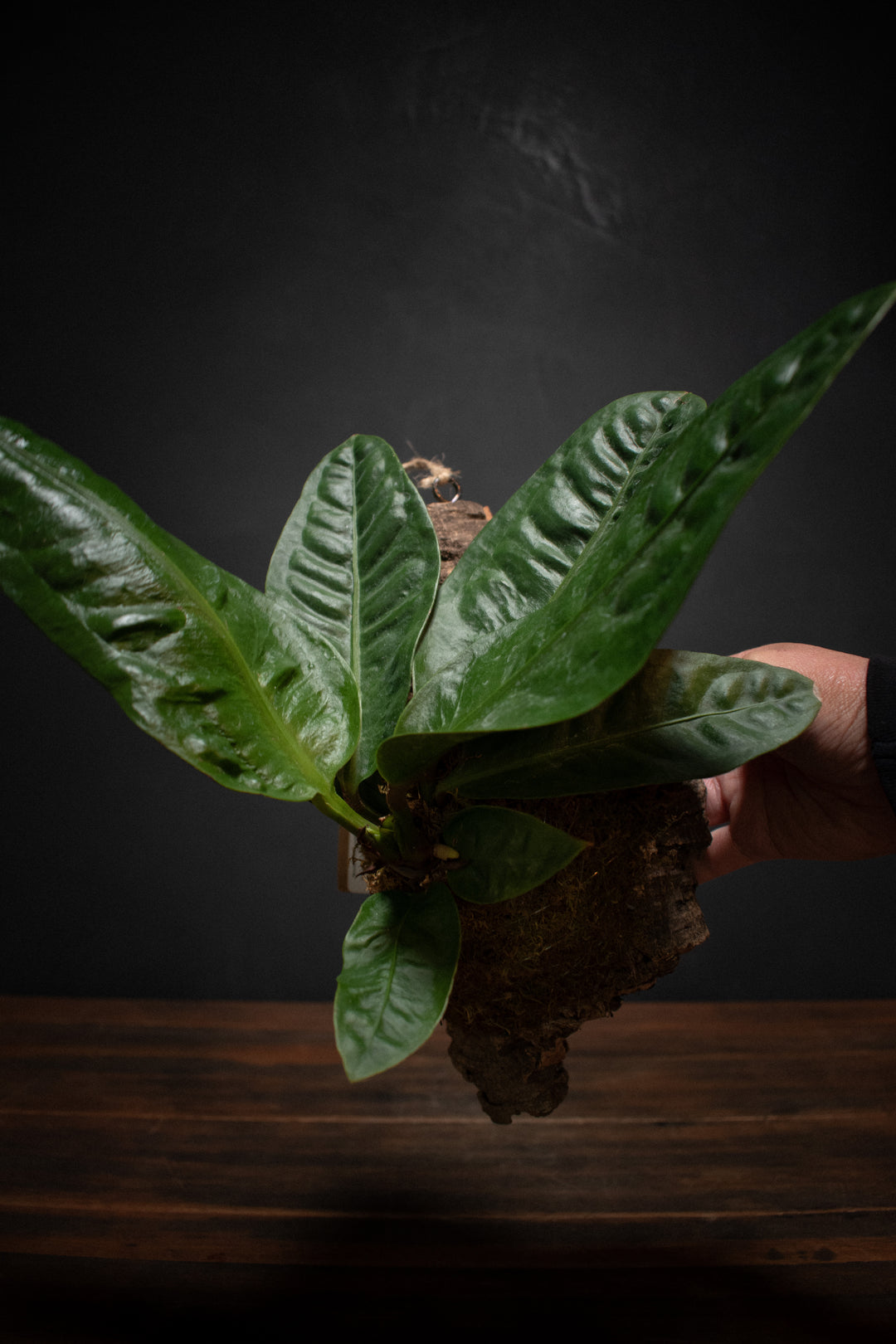 Mounted Plant - Anthurium