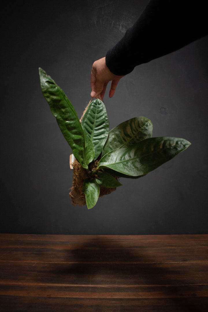 Mounted Plant - Anthurium