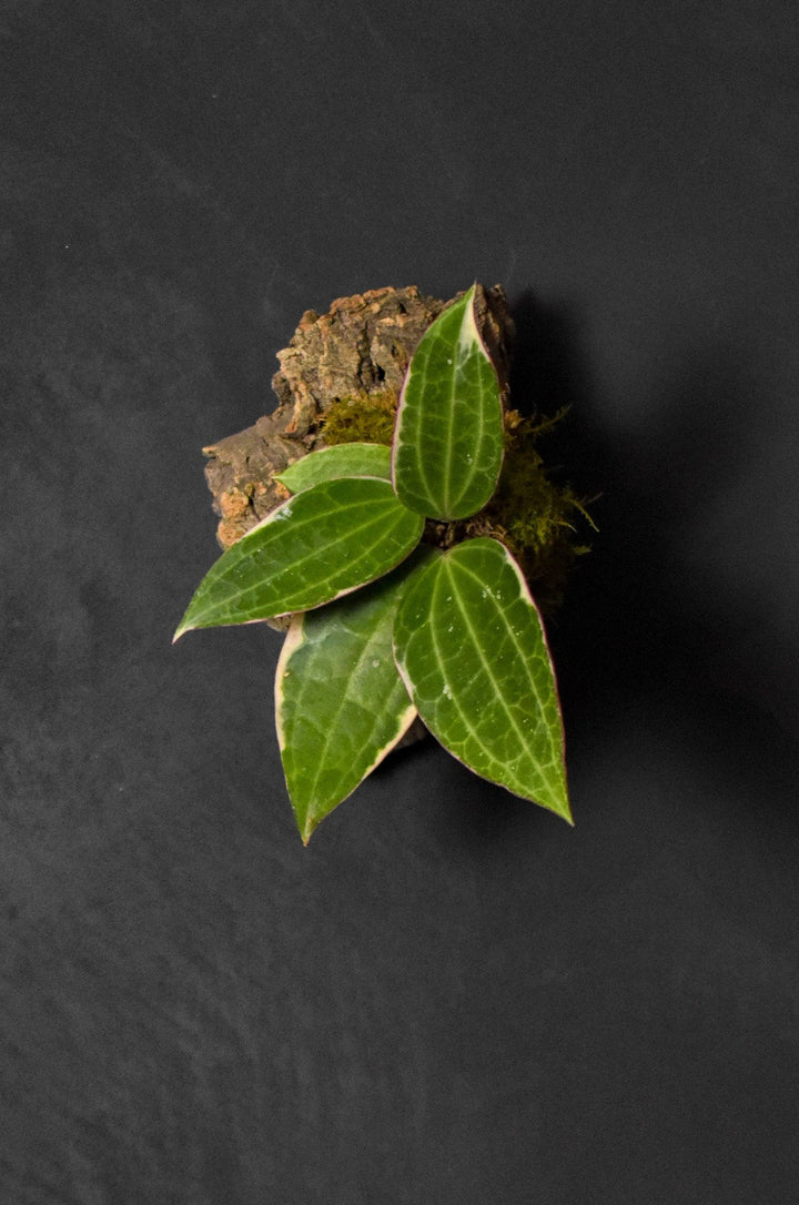 Mounted Plant - Hoya