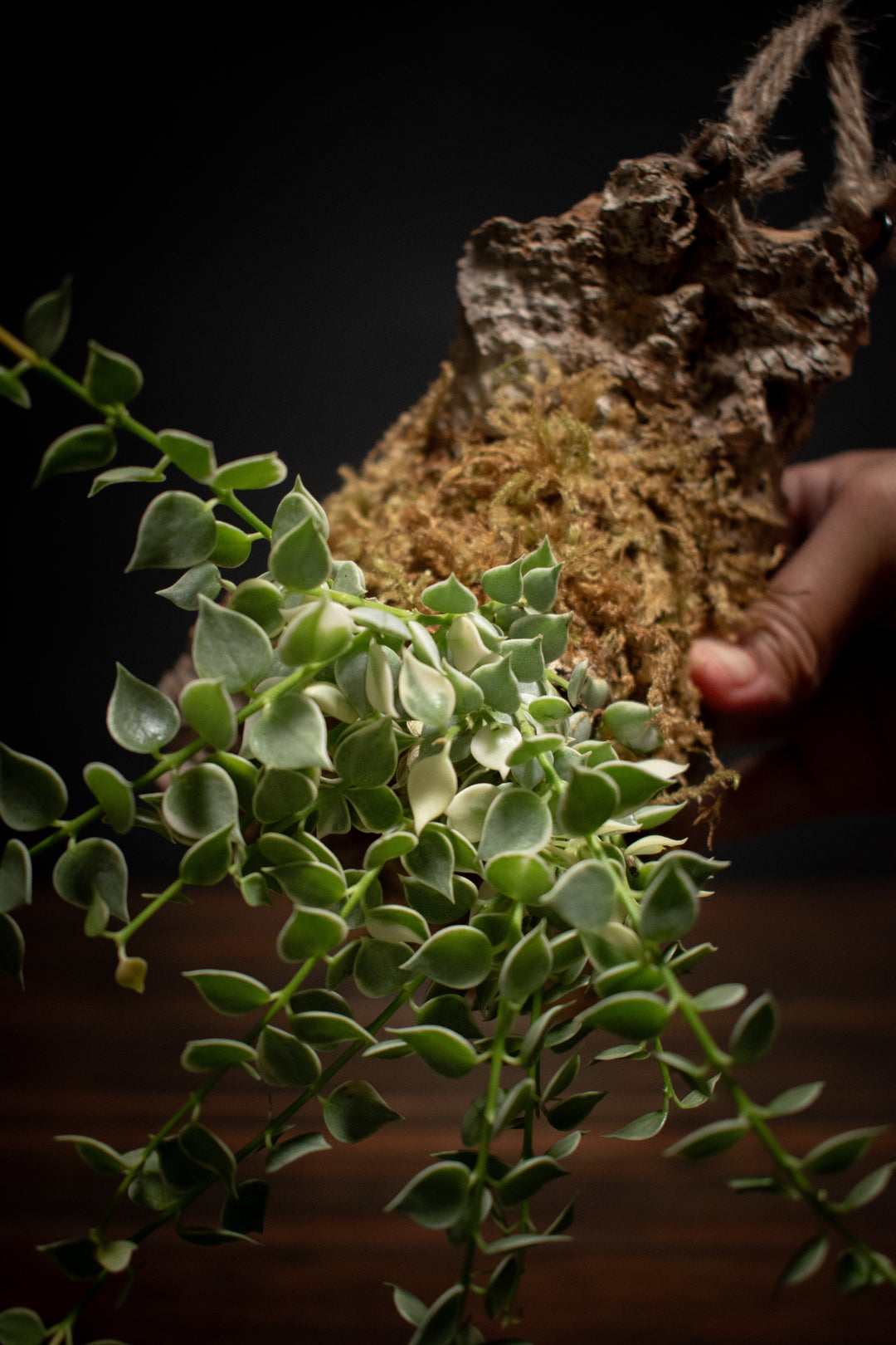 Mounted Plant - Dischidia