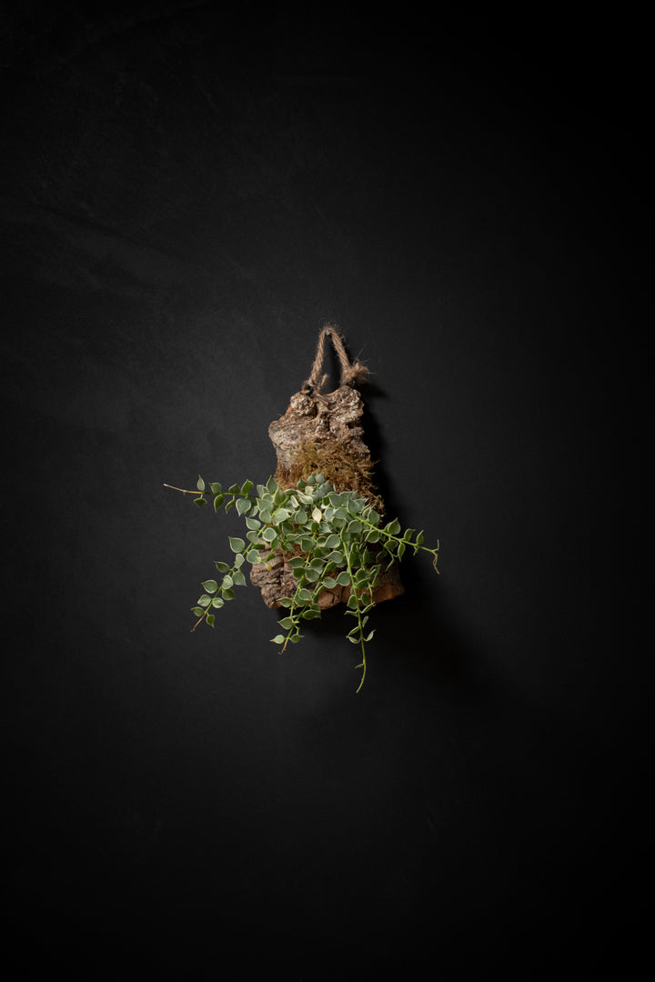 Mounted Plant - Dischidia