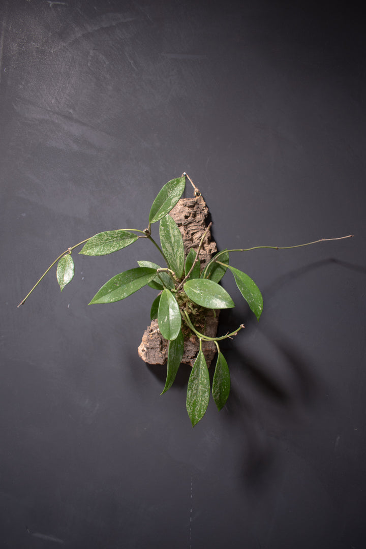 Mounted Plant - Hoya