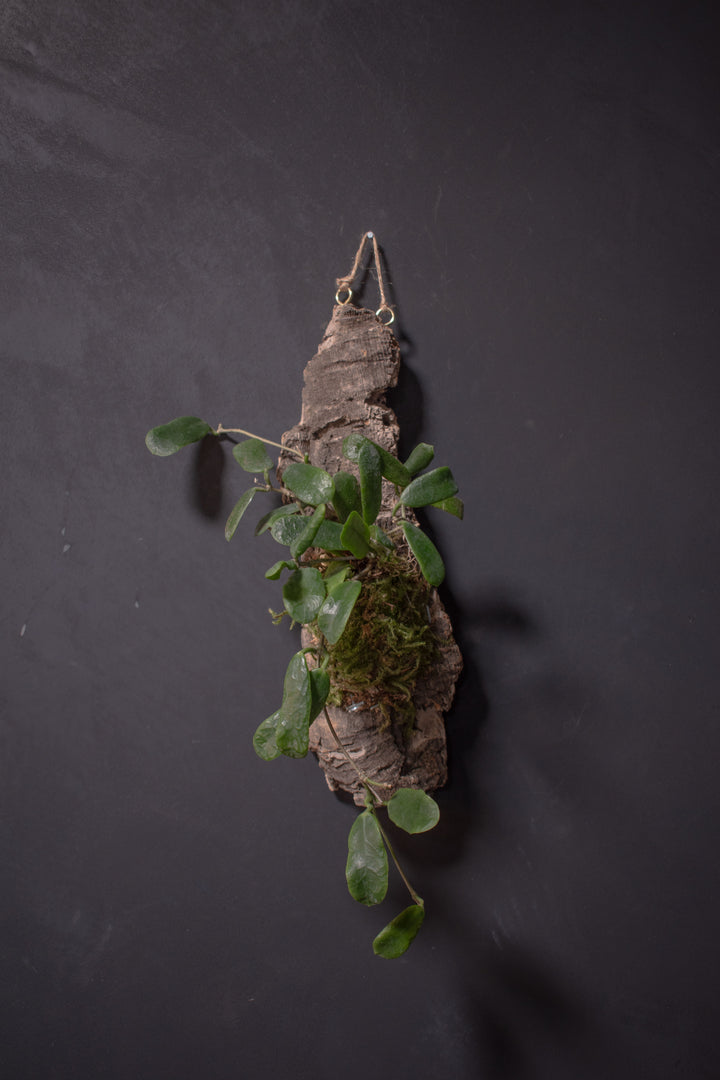 Mounted Plant - Hoya