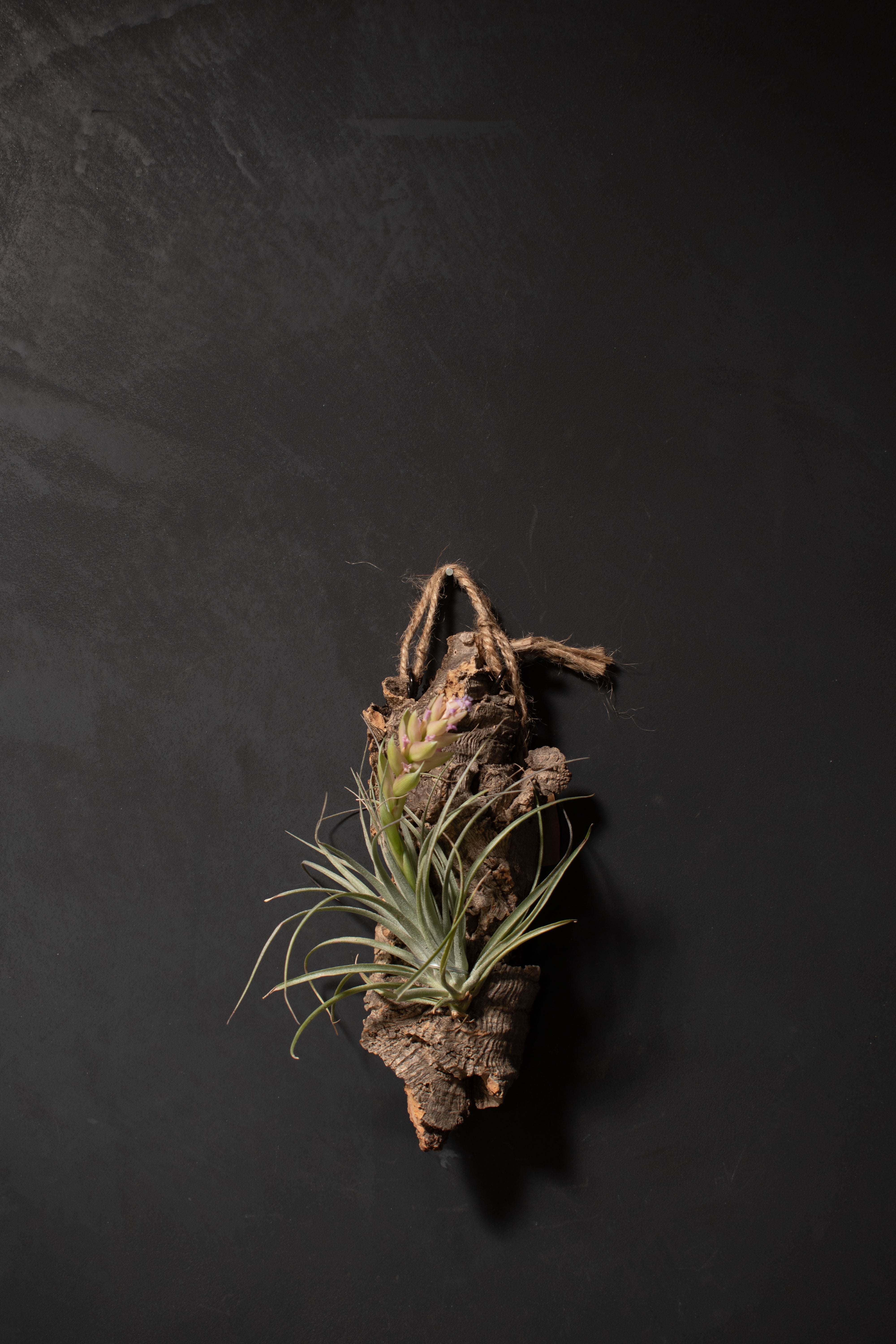 Shop Tillandsia – Crimson Horticultural Rarities