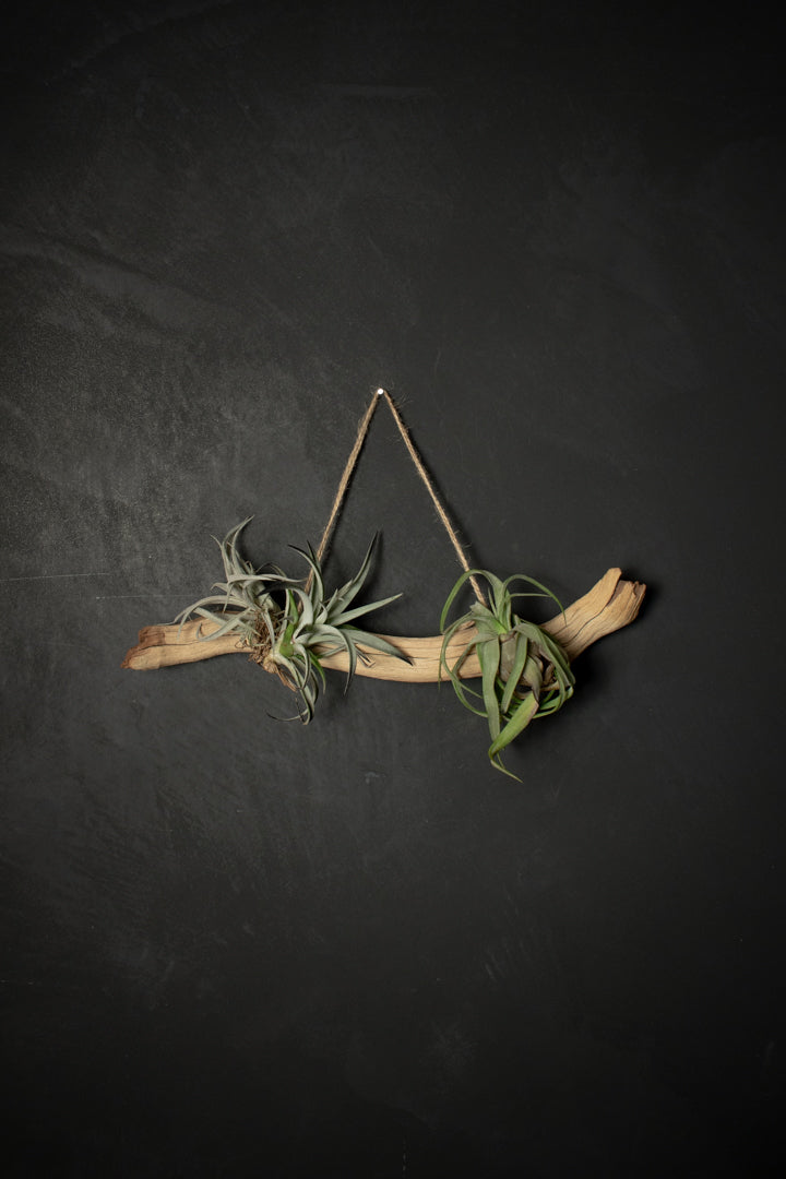 Mounted Plant - Tillandsia