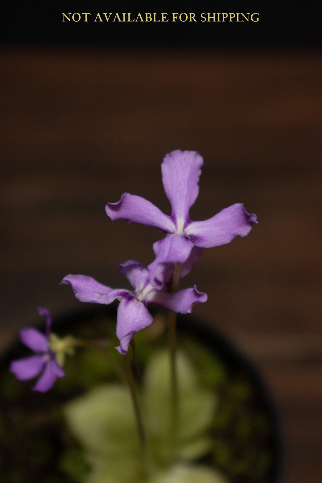Butterwort - Pinguicula Rectifolia