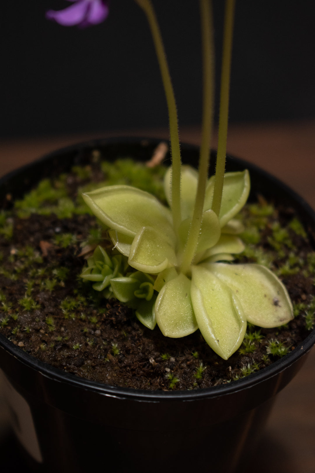 Butterwort - Pinguicula Rectifolia