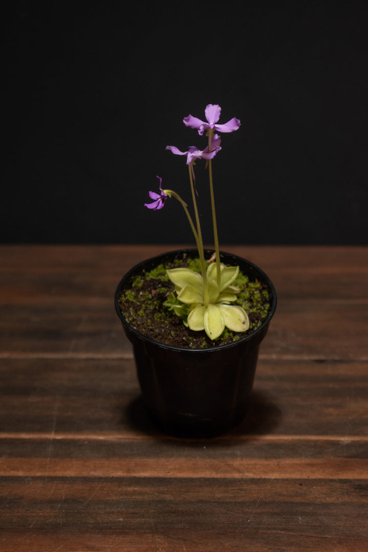 Butterwort - Pinguicula Rectifolia
