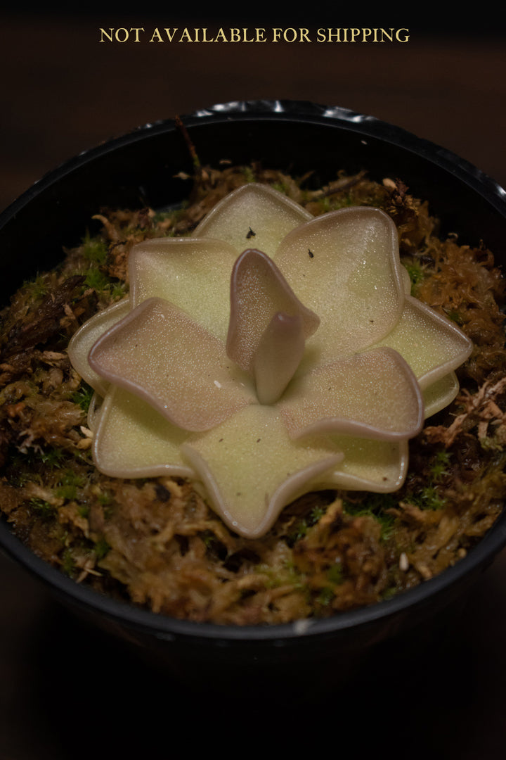 Butterwort - Pinguicula Sethos