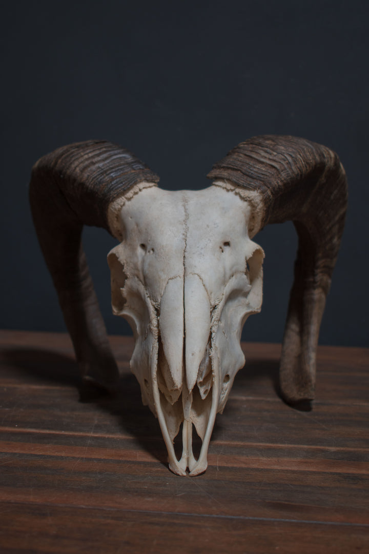 "Nature Cleaned" Ram Skull