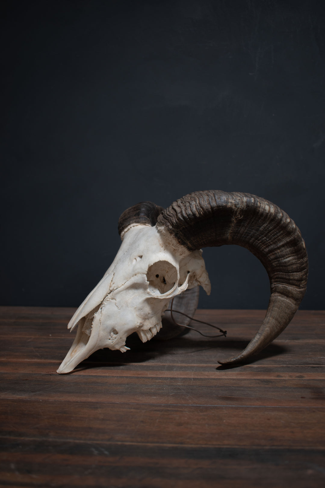"Nature Cleaned" Ram Skull