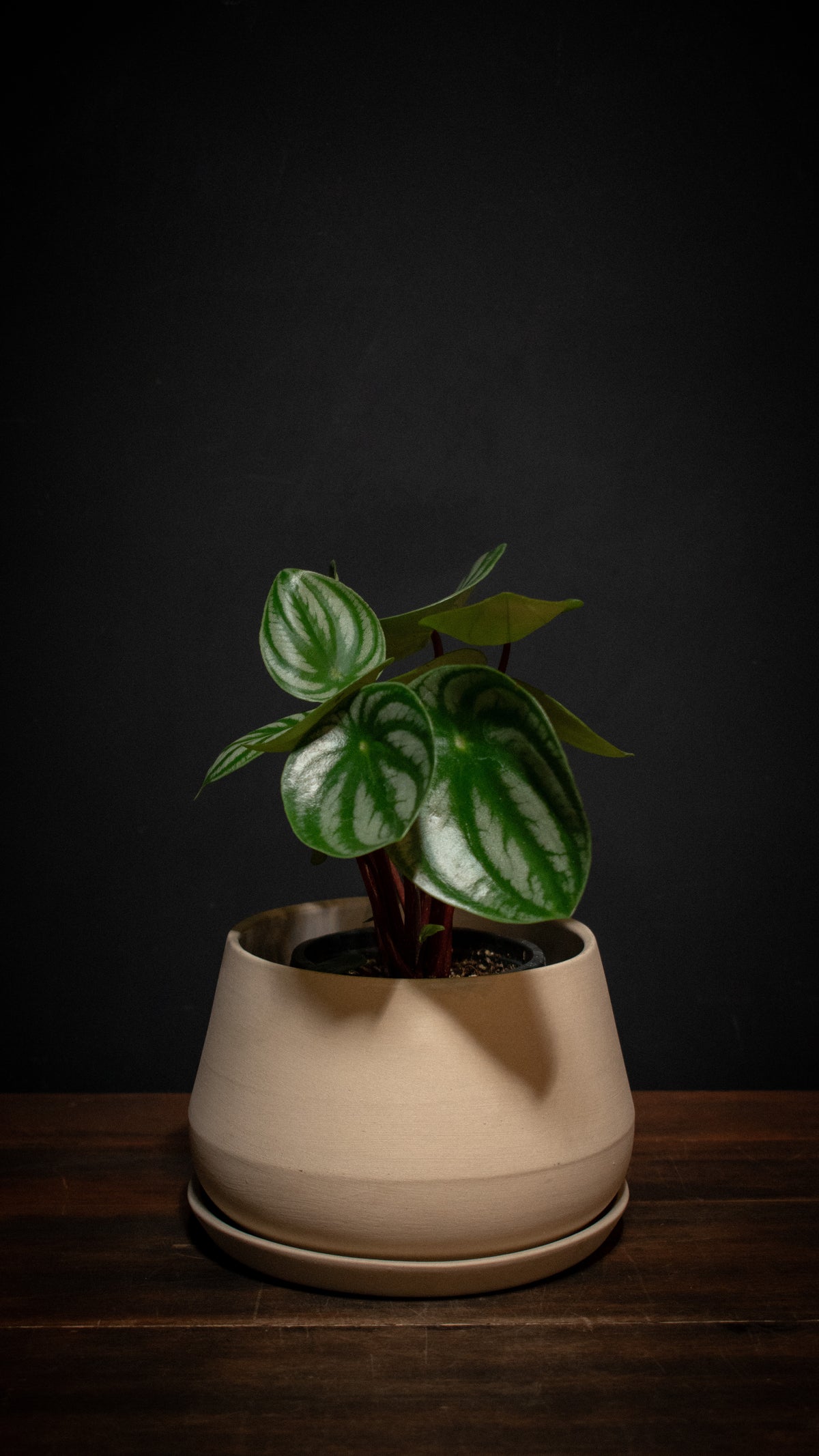 Crimson Horticultural Rarities