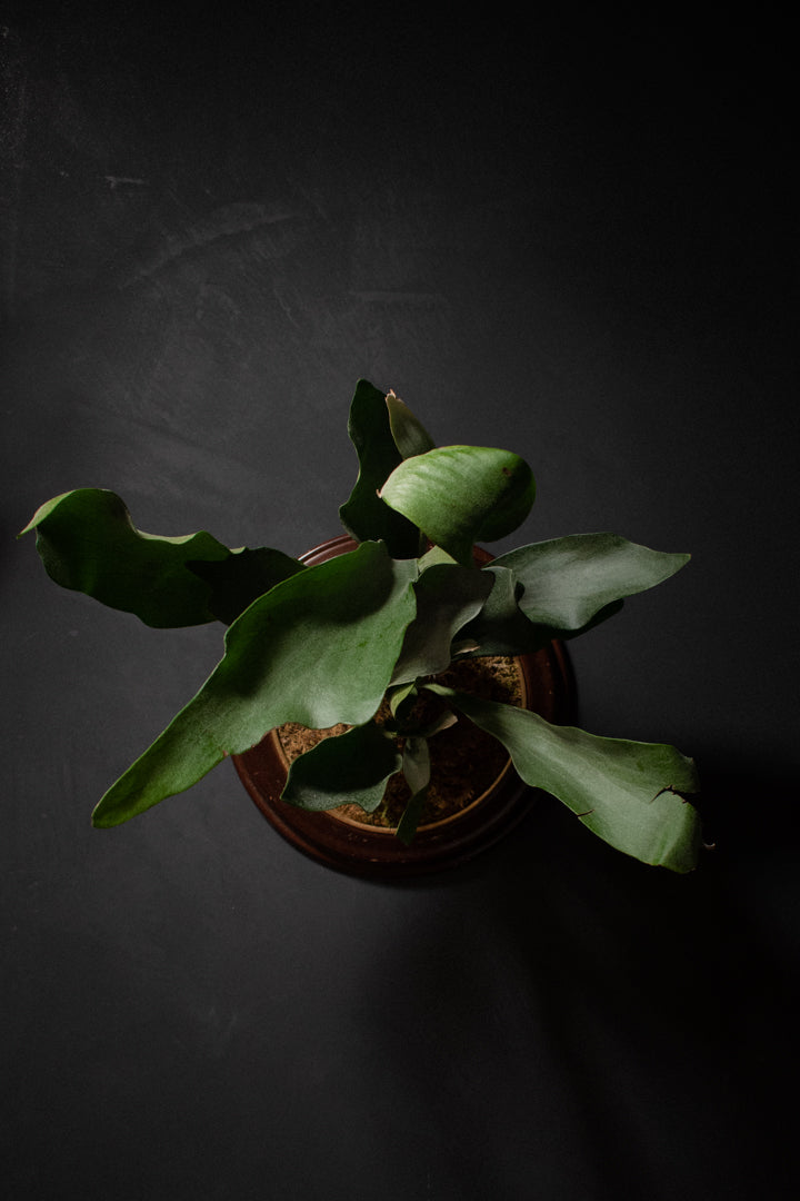 Large Portrait of a Plant