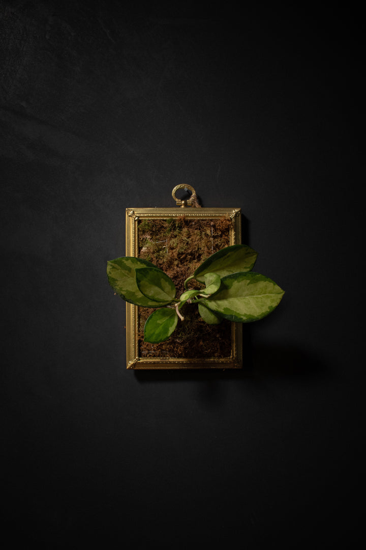 Small Portrait of a Plant