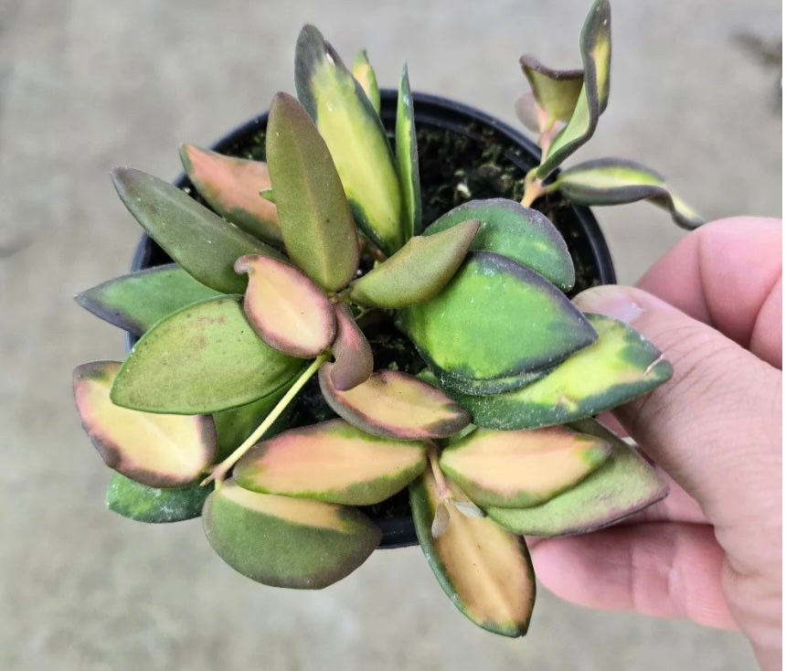 Hoya - DS-70 Variagated