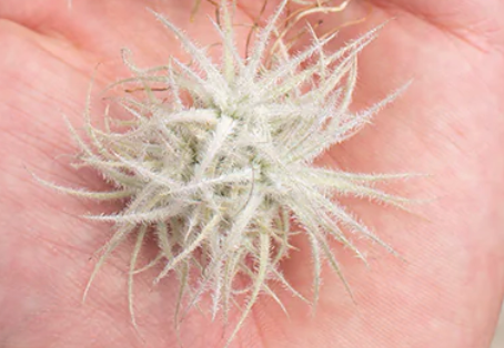 Tectorum