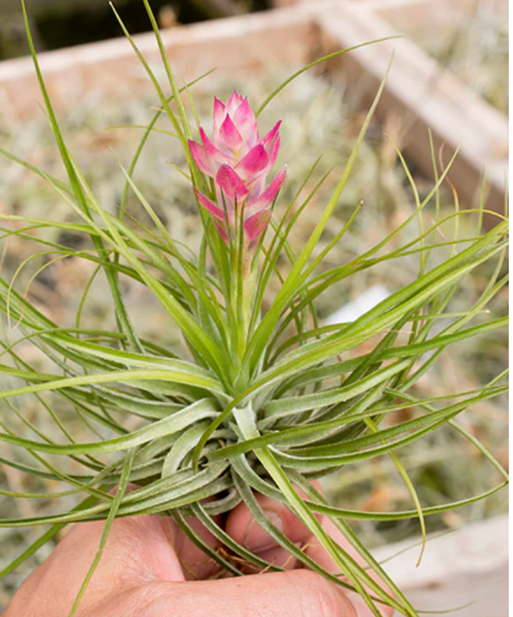 Stricta