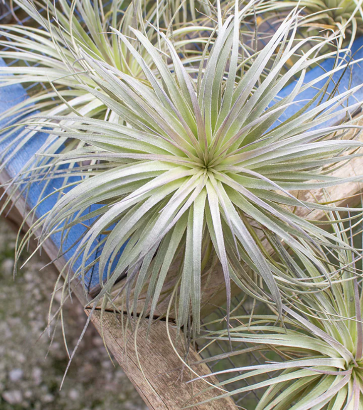 Stricta