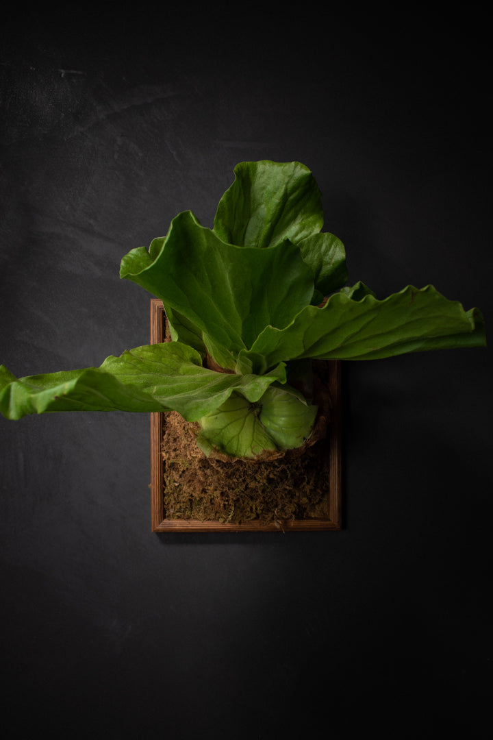 Large Portrait of a Plant